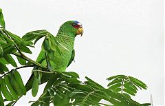 White-fronted Parrot